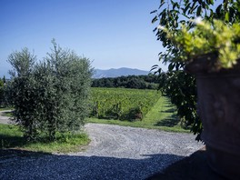 Agona01.jpg