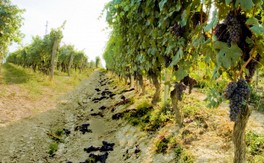 Cascina_Crosa_04.jpg
