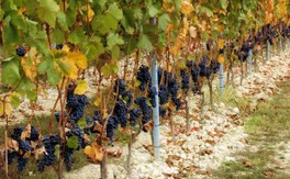 Cascina_Crosa_05.jpg