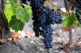 Cummo_vini_01.jpg
