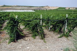 Cummo_vini_02.jpg