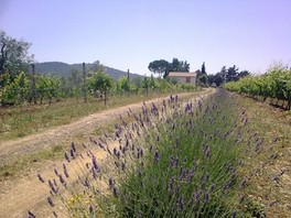 MacchionLupi_Carlo Parenti_04.jpg