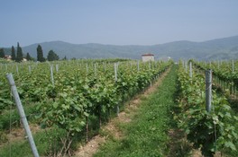 Montedelma_6.jpg