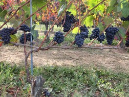 RIPE GRAPES - low yields.JPG