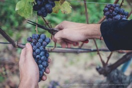 VoerzioMartini2016-DSC_4313.jpg