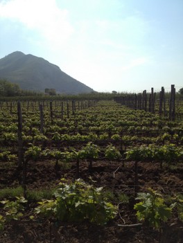 cantine_moio00020_04.jpg