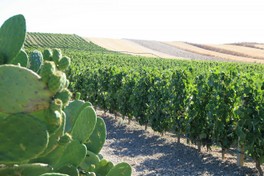 paulis-vigneti-sestu-e-spiga.jpg